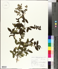 Ilex vomitoria image