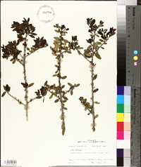 Ilex vomitoria image