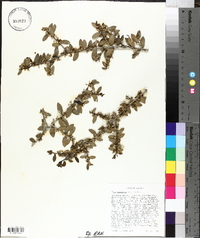 Ilex vomitoria image