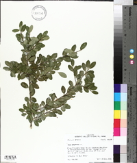 Ilex vomitoria image