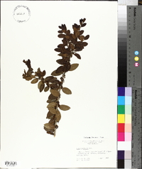 Ilex vomitoria image