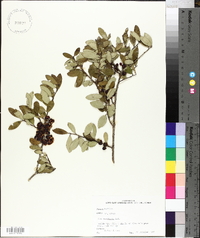 Ilex vomitoria image