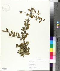 Ilex vomitoria image