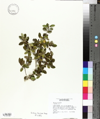 Ilex vomitoria image