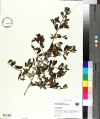 Ilex vomitoria image