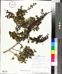 Ilex vomitoria image