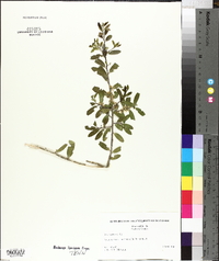 Ilex vomitoria image