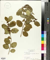 Ilex pedunculosa image