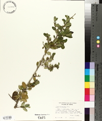 Ilex vomitoria image