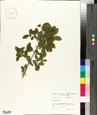 Ilex vomitoria image