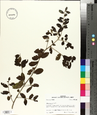 Ilex vomitoria image