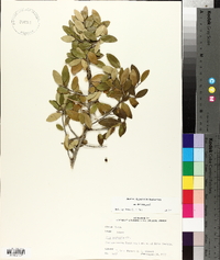 Ilex vomitoria image