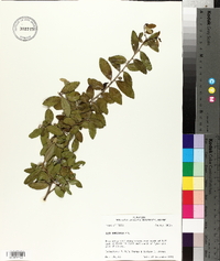 Ilex vomitoria image