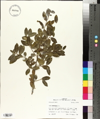 Ilex vomitoria image