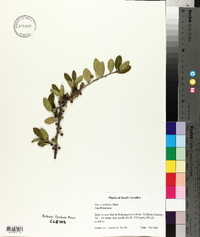 Ilex vomitoria image