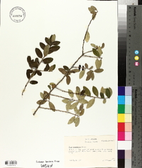 Ilex vomitoria image