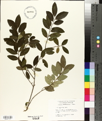 Ilex vomitoria image