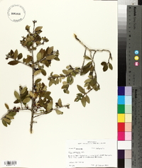 Ilex vomitoria image