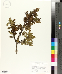 Ilex vomitoria image