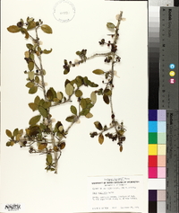 Ilex vomitoria image