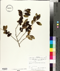 Ilex vomitoria image