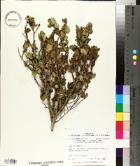 Ilex vomitoria image