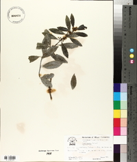 Ilex dumosa image