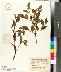 Ilex montana image