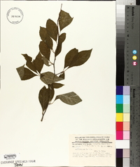 Ilex montana image