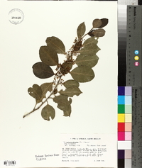 Ilex sideroxyloides image