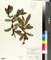 Ilex tolucana image