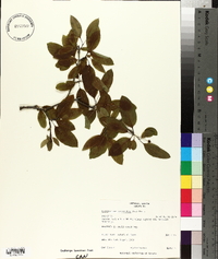 Ilex mucronata image