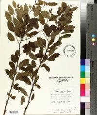 Ilex mucronata image