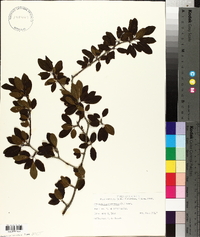 Ilex mucronata image