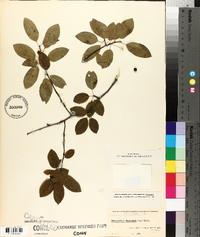 Ilex mucronata image