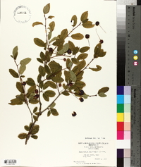 Ilex mucronata image