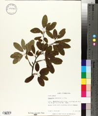 Ilex mucronata image