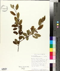 Ilex mucronata image