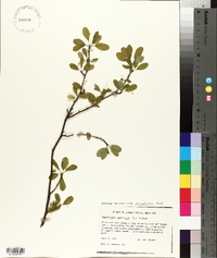 Ilex mucronata image