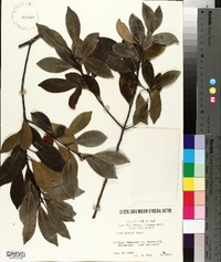 Ilex integra image