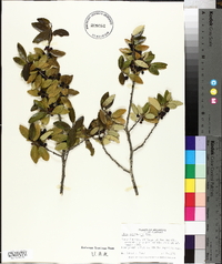 Ilex vomitoria image