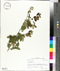 Ilex vomitoria image