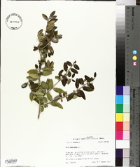 Ilex vomitoria image