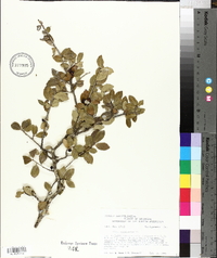 Ilex vomitoria image