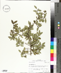 Ilex vomitoria image