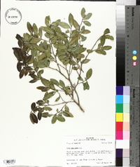 Ilex vomitoria image