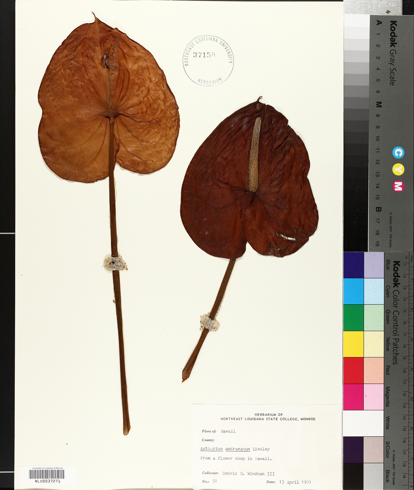 Anthurium andraeanum image