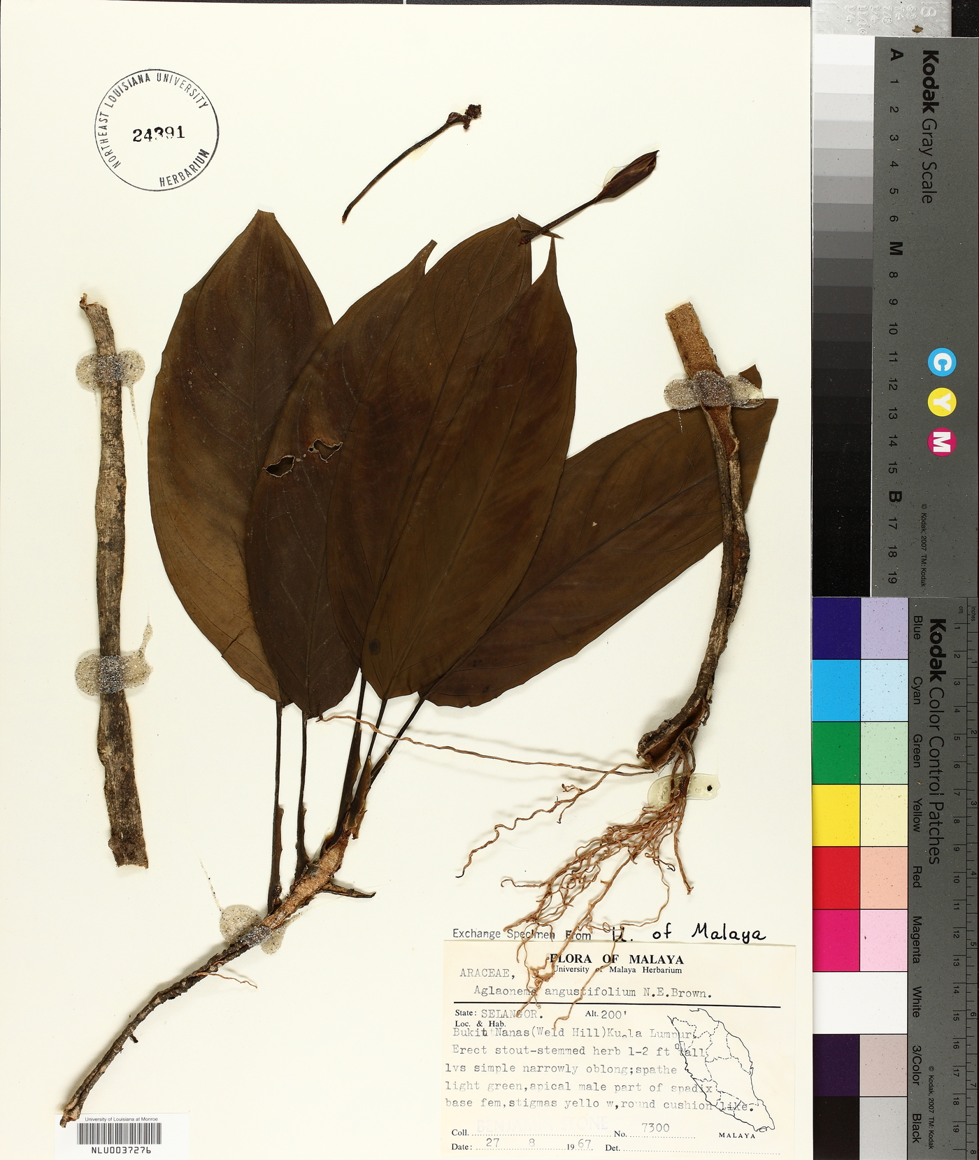 Aglaonema simplex image