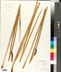 Acorus calamus image