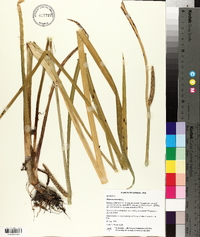 Acorus calamus image